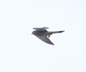 dsc_0920-2.jpg