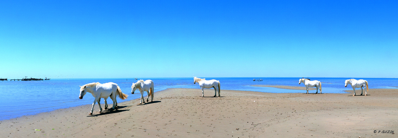 paris-8-90-cm-ref-648-5-chevaux-copie.jpg