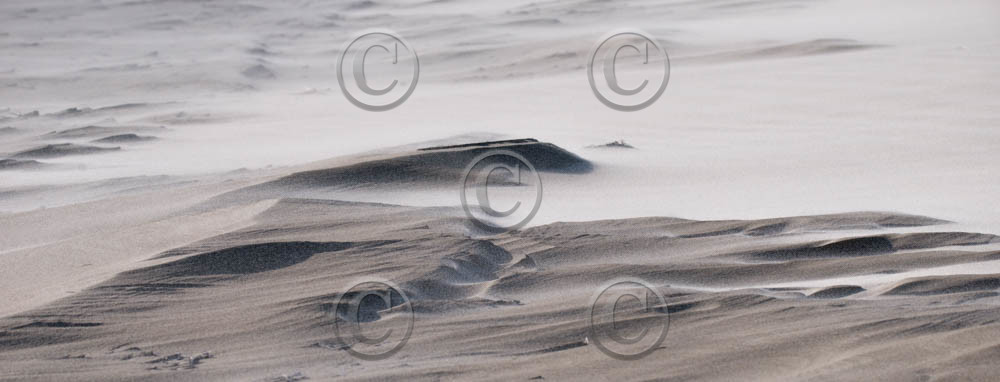 CAMARGUES HIVERS